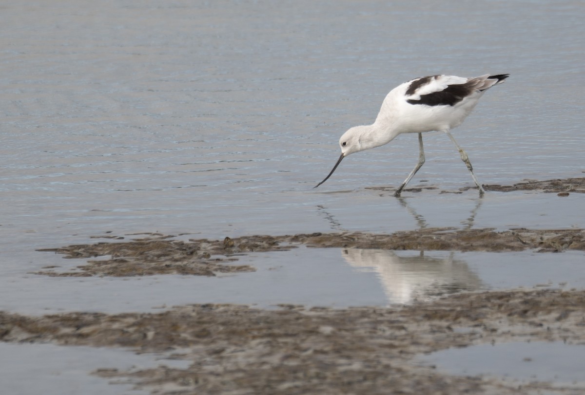 American Avocet - ML646572490