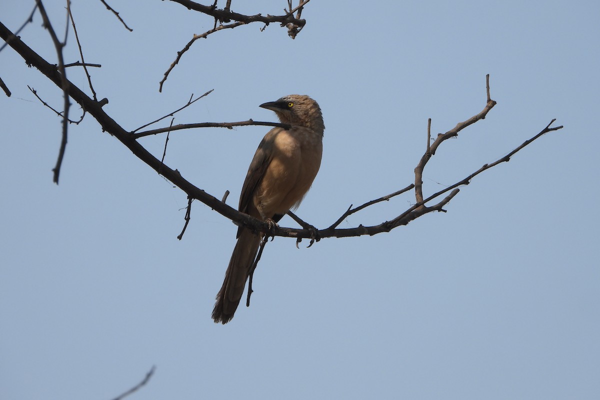 Large Gray Babbler - ML646572491