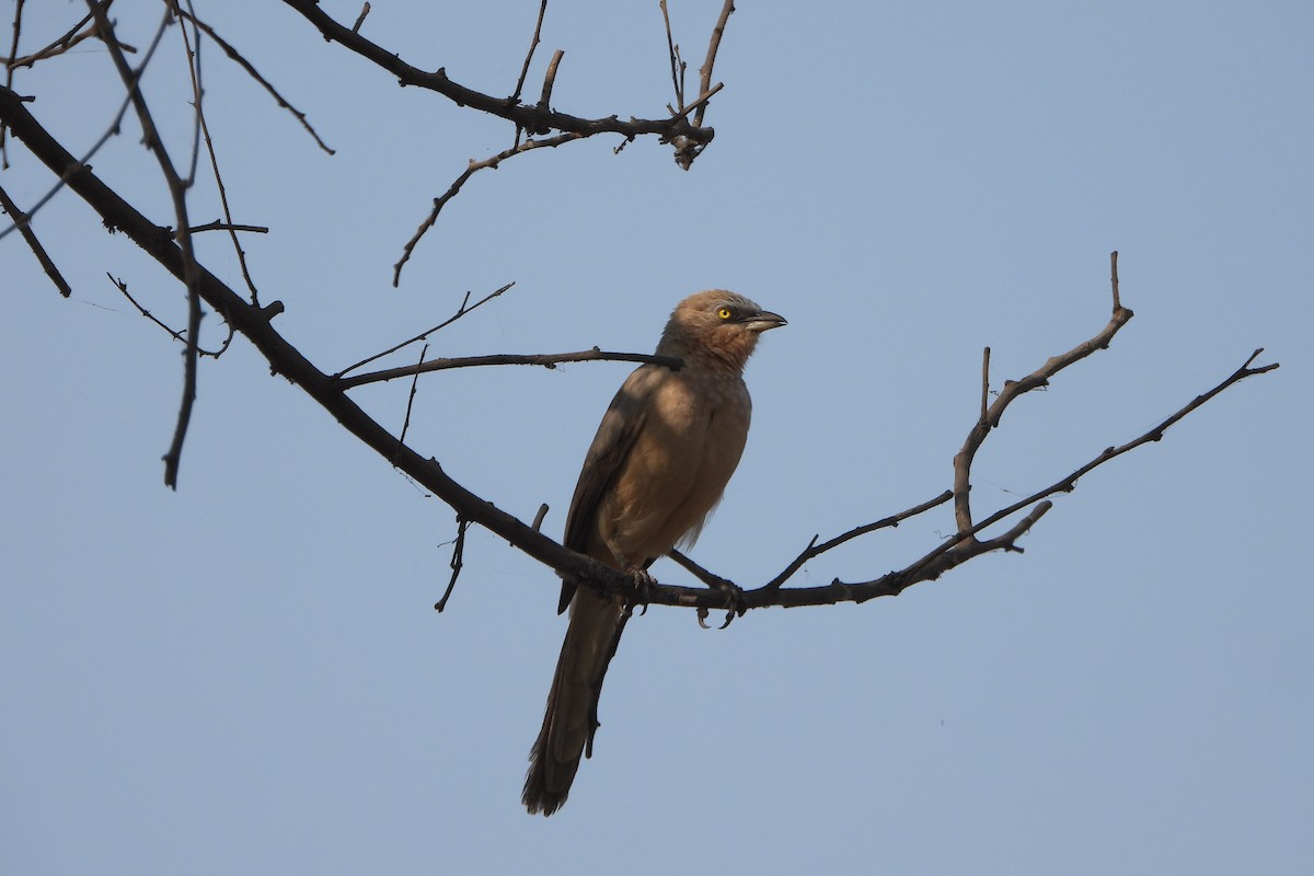 Large Gray Babbler - ML646572492