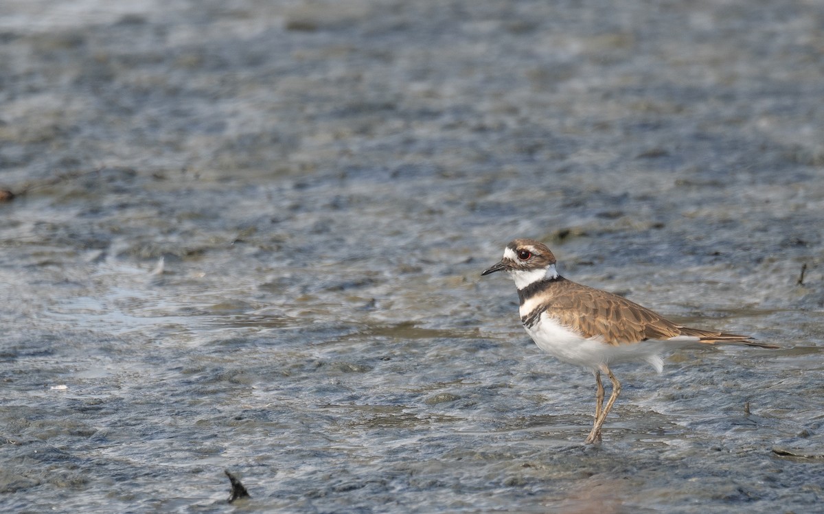 חופמי כפול-צווארון - ML646572493