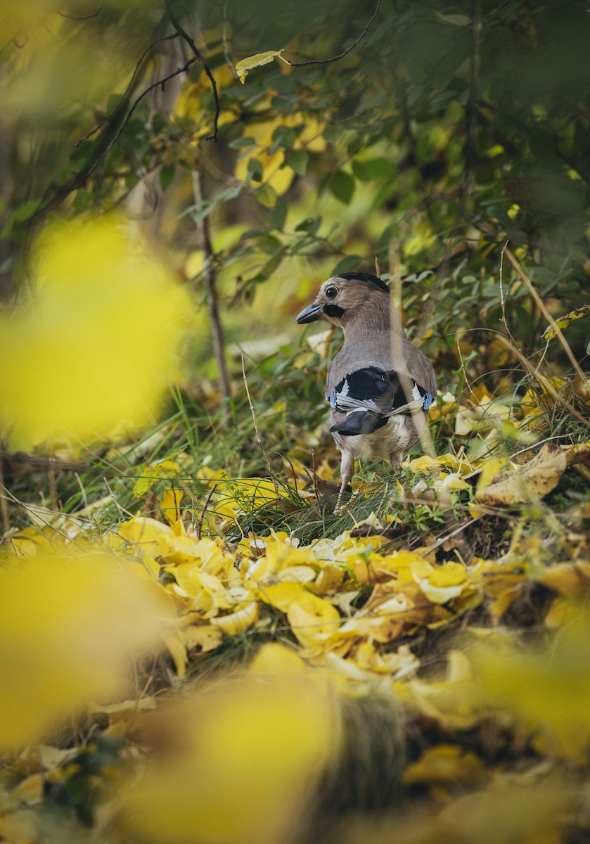 Eurasian Jay - ML646572494