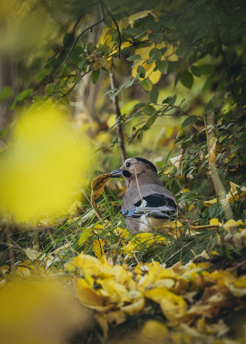 Eurasian Jay - ML646572495