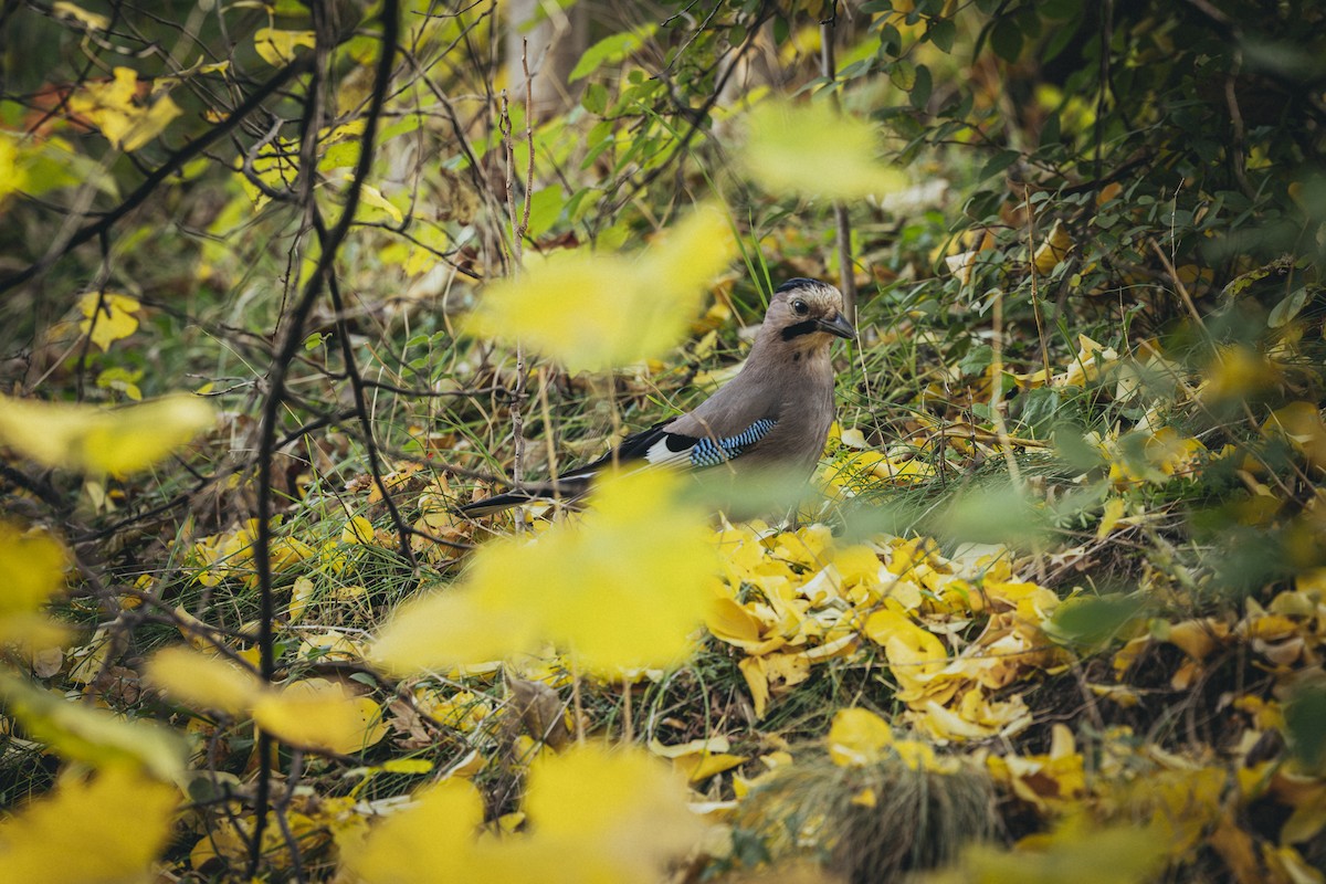 Eurasian Jay - ML646572496