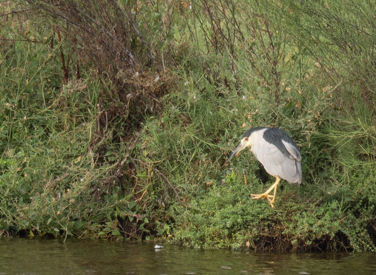 אנפת לילה - ML646572497