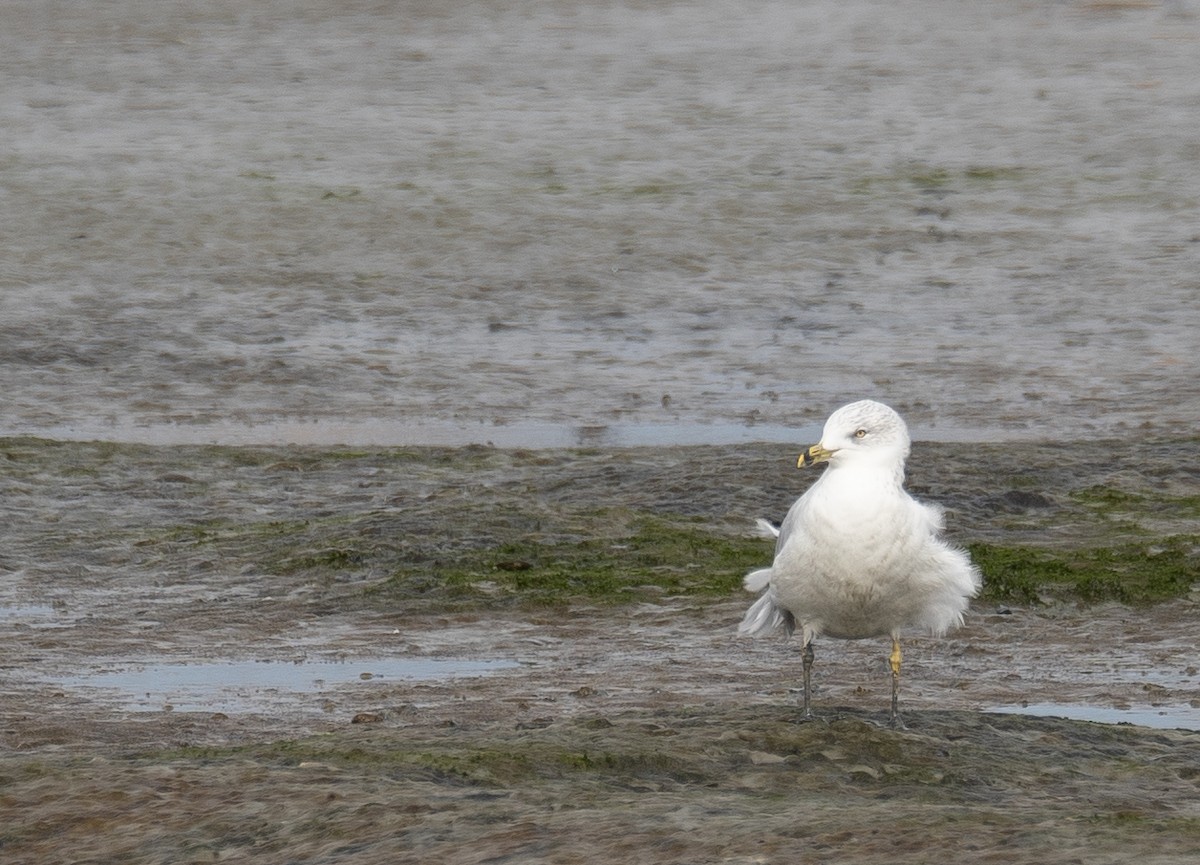שחף עקוד-מקור - ML646572499