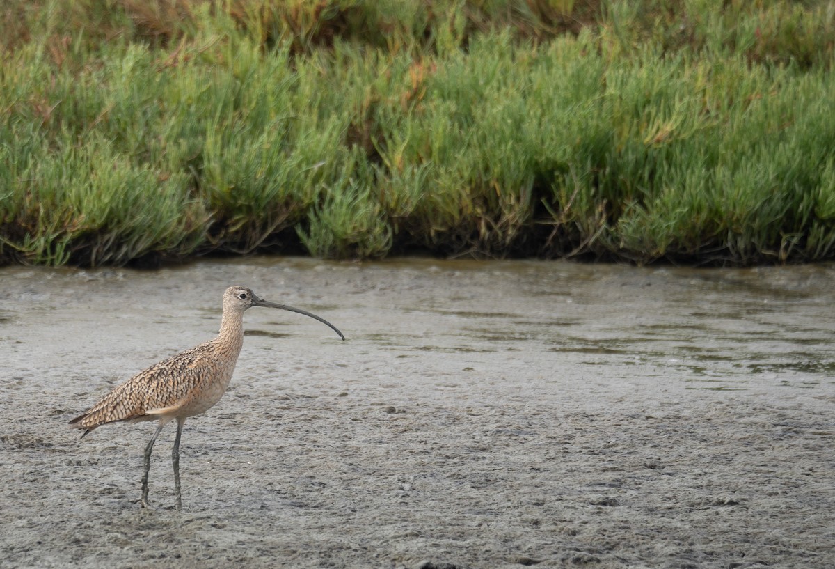 Long-billed Curlew - ML646572501