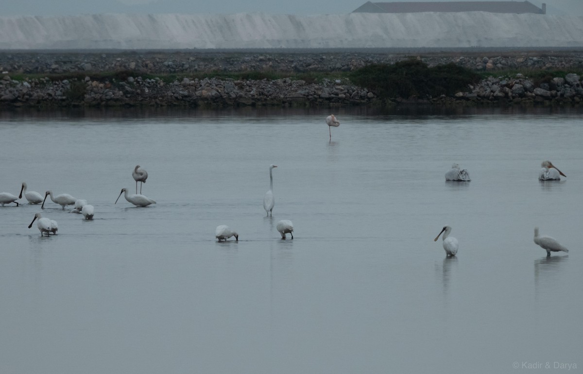 Eurasian Spoonbill - ML646572502