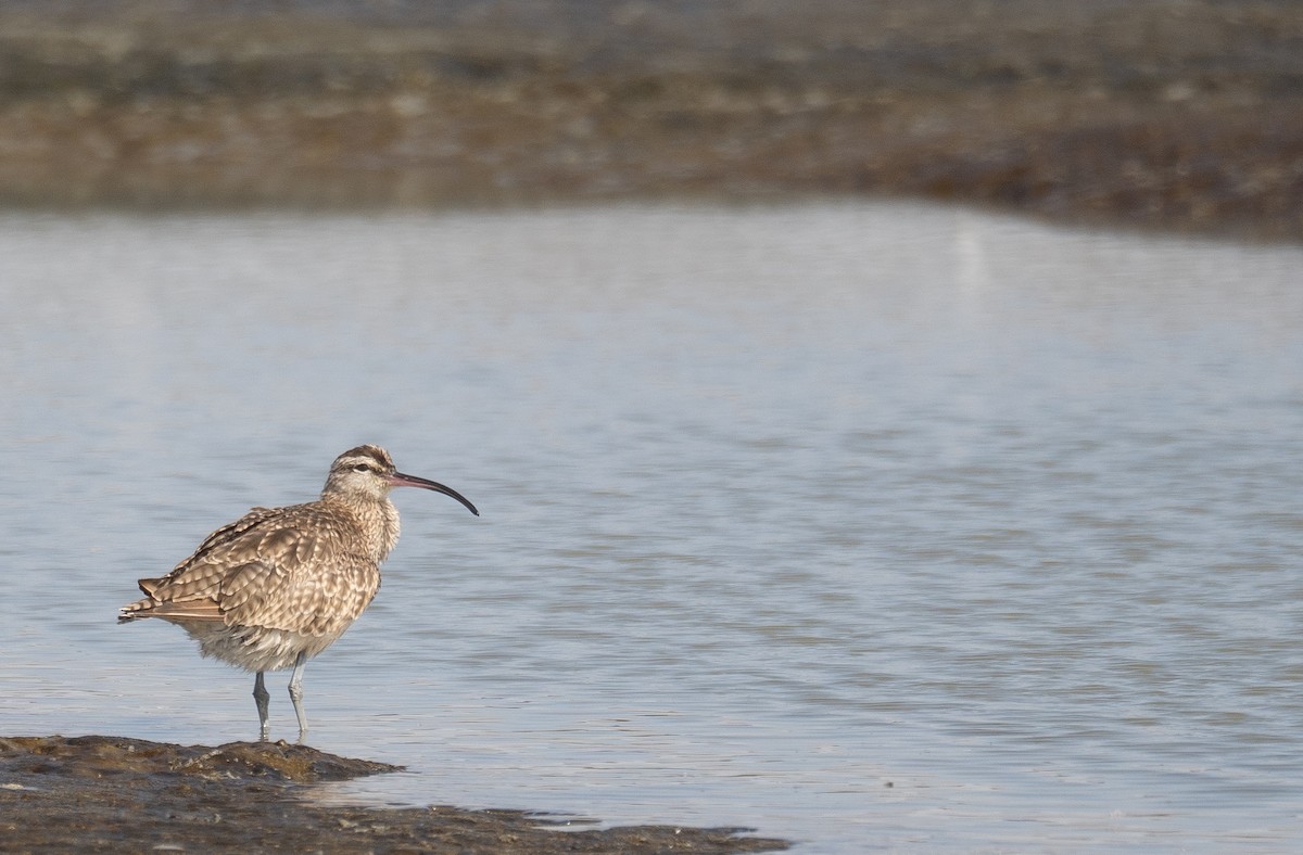 חרמשון אמריקאי - ML646572506