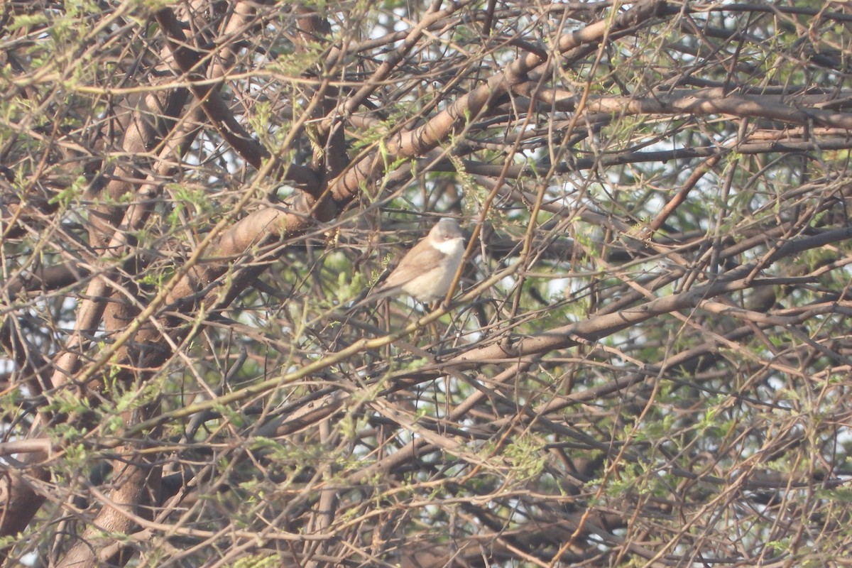 Lesser Whitethroat - ML646572508