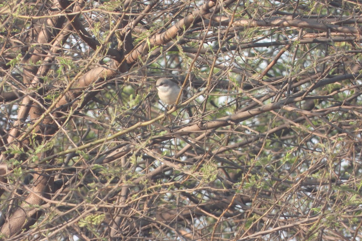 Lesser Whitethroat - ML646572509