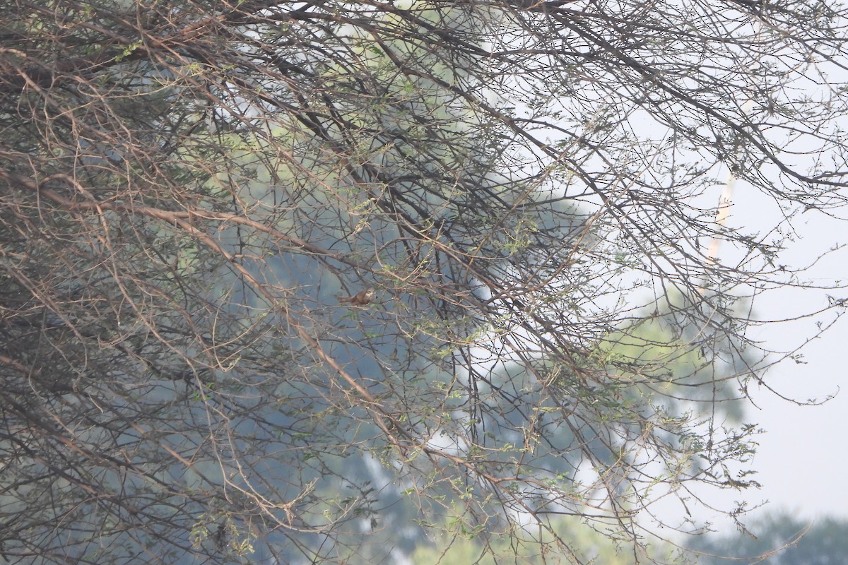 Lesser Whitethroat - ML646572510