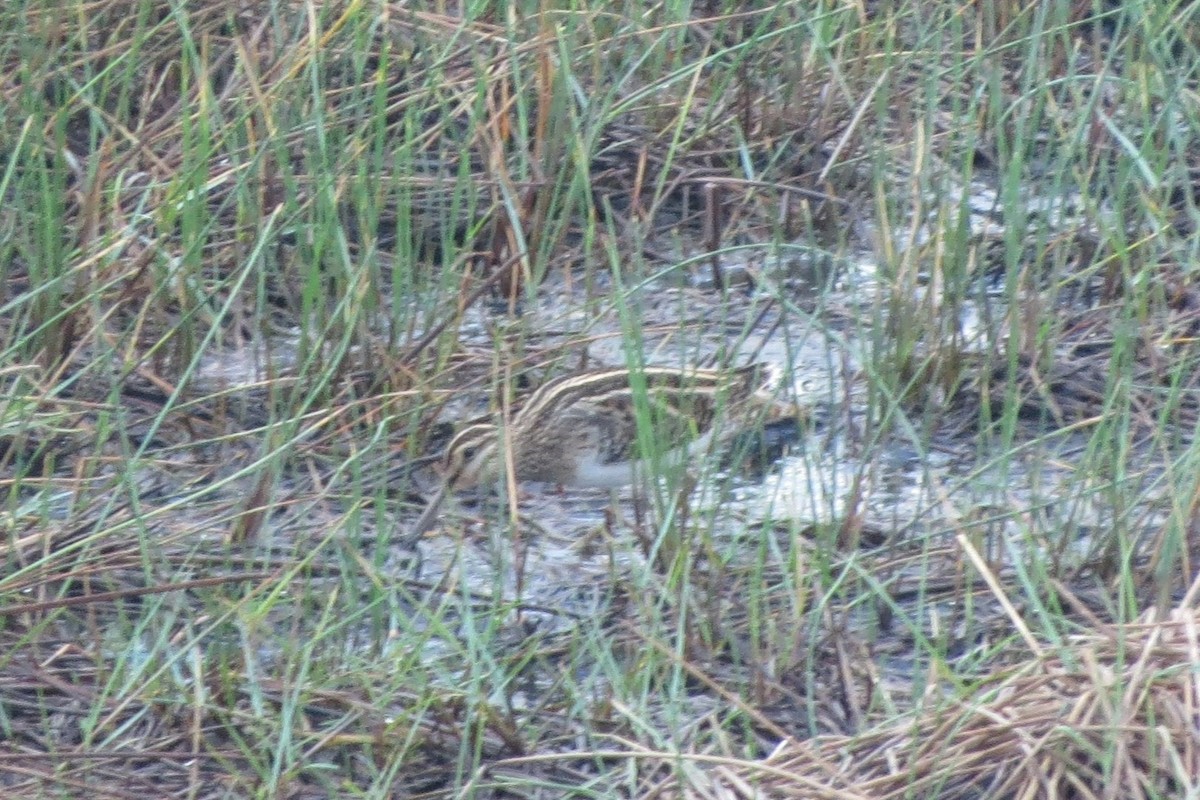 Bekassine - ML646572511