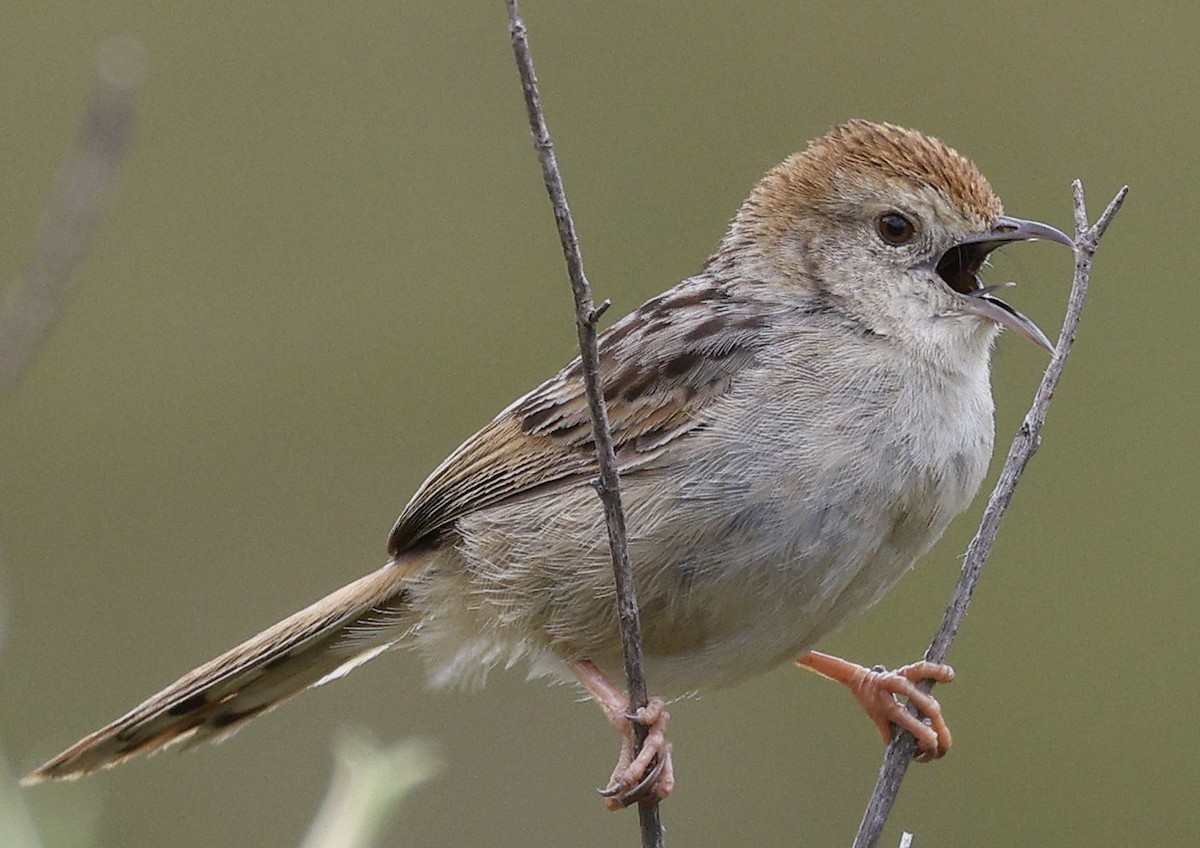Wailing Cisticola - ML646572515
