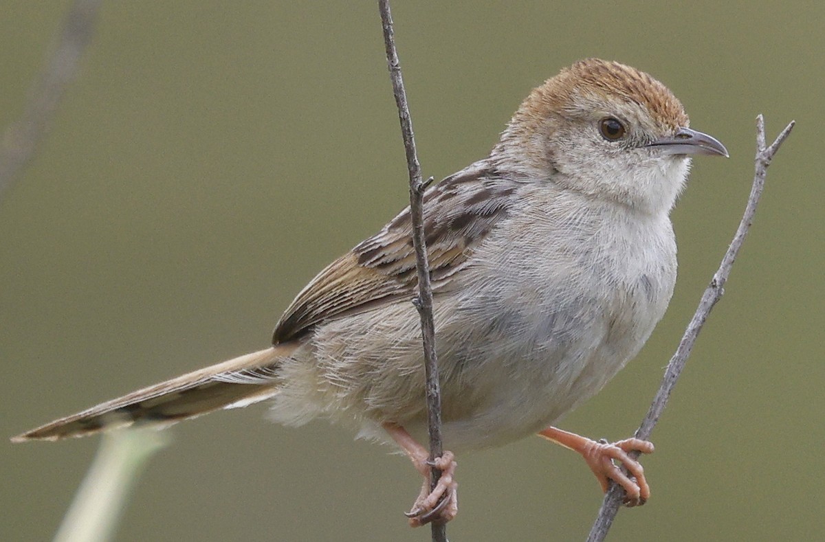 Wailing Cisticola - ML646572516