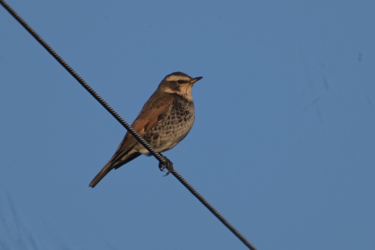 Бурый дрозд - ML646572517