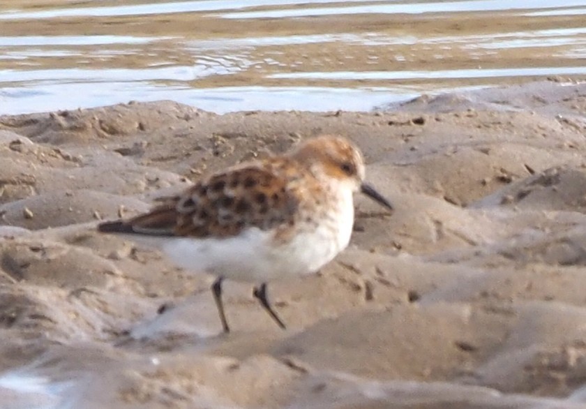 Кулик-воробей - ML646572519