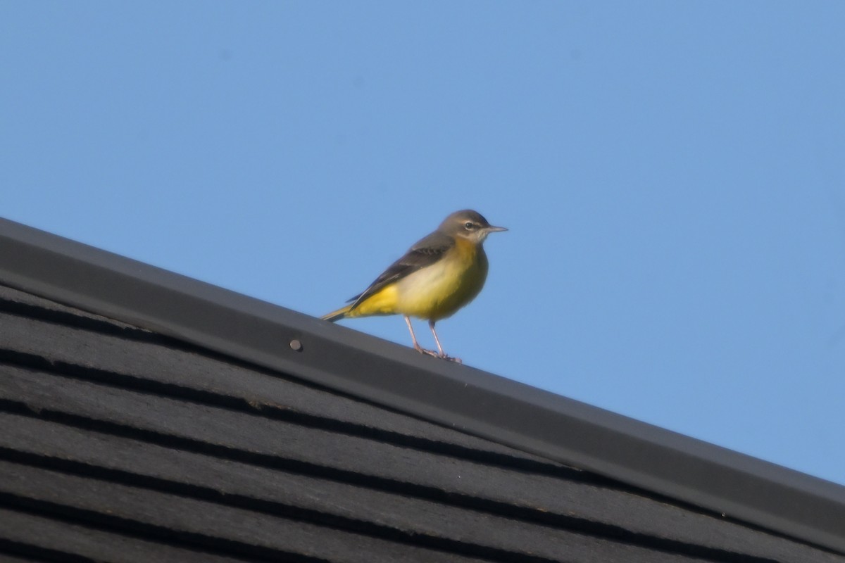 Горная трясогузка - ML646572520