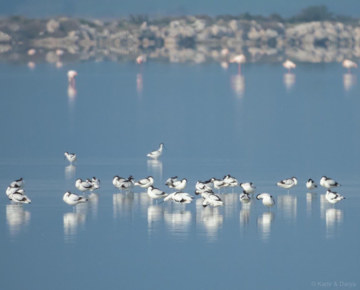 Шилоклювка - ML646572521