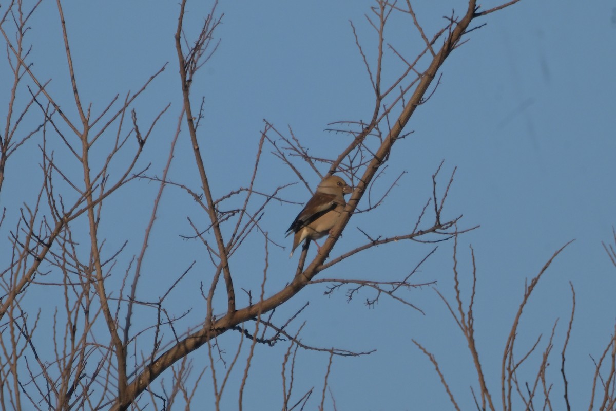 Обыкновенный дубонос - ML646572522