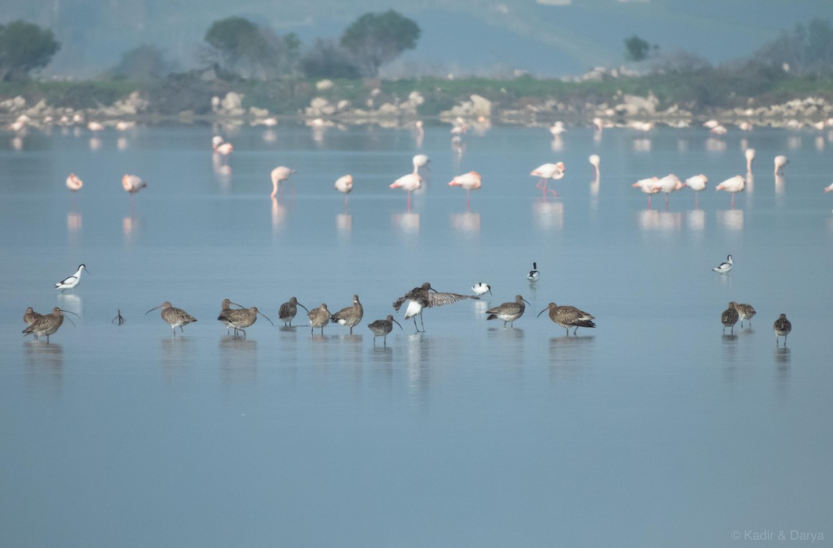 Большой кроншнеп - ML646572523