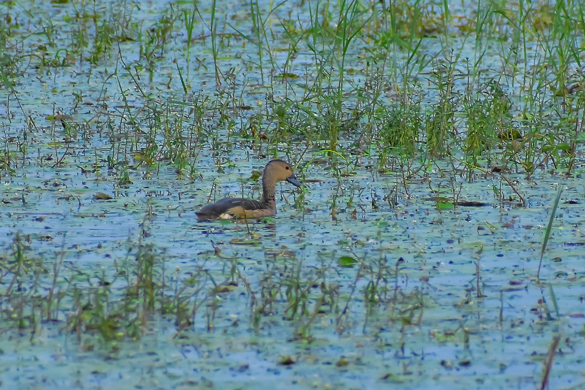 Lesser Whistling-Duck - ML646572525