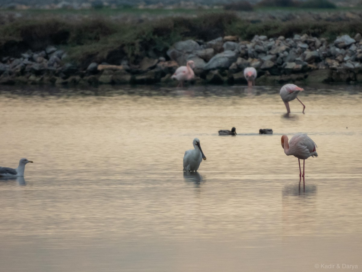 Колпица - ML646572526