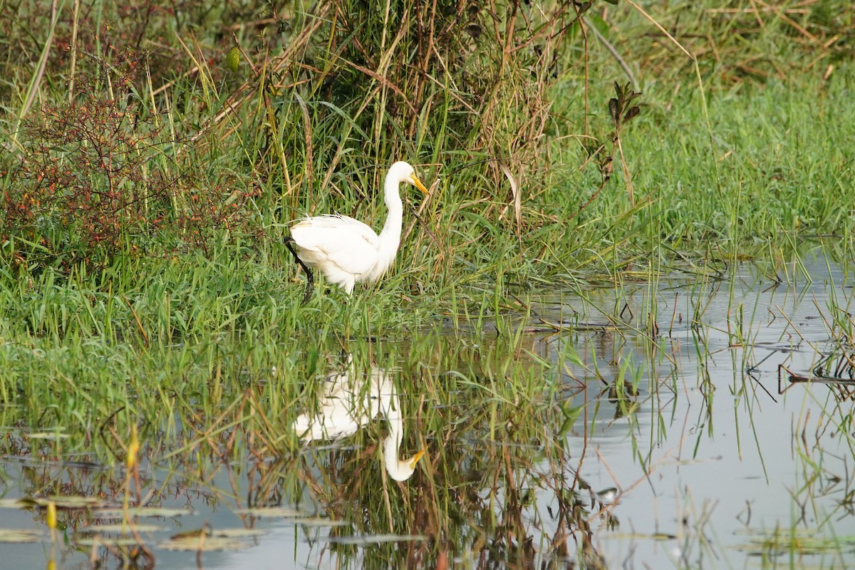 Medium Egret - ML646572527