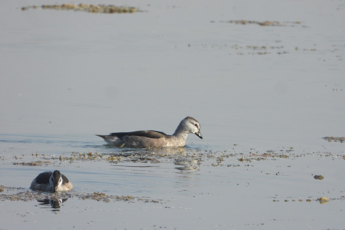 Cotton Pygmy-Goose - ML646572532
