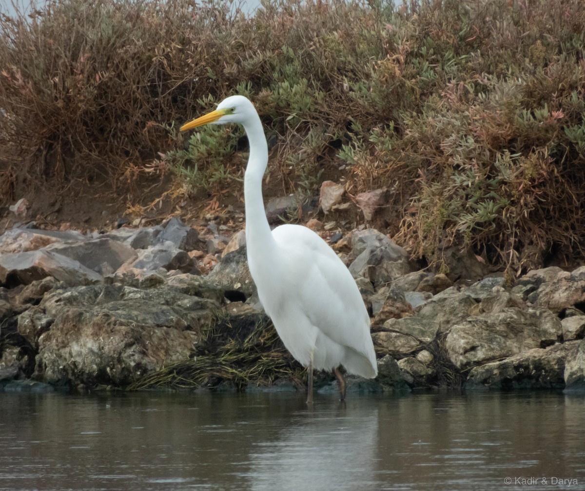 Большая белая цапля - ML646572533