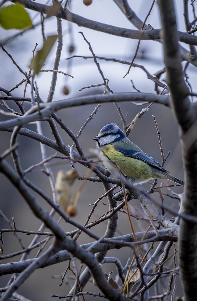 Лазоревка - ML646572534