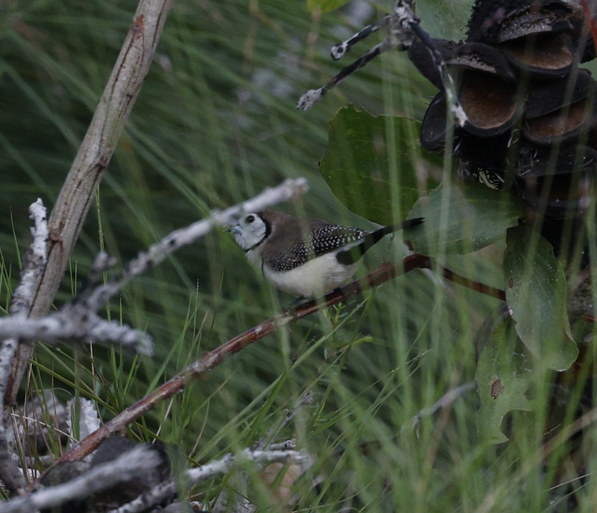 Кольчатая амадина - ML646572535