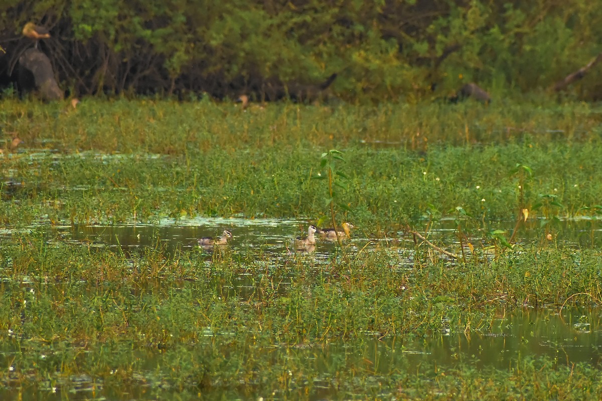 Cotton Pygmy-Goose - ML646572536
