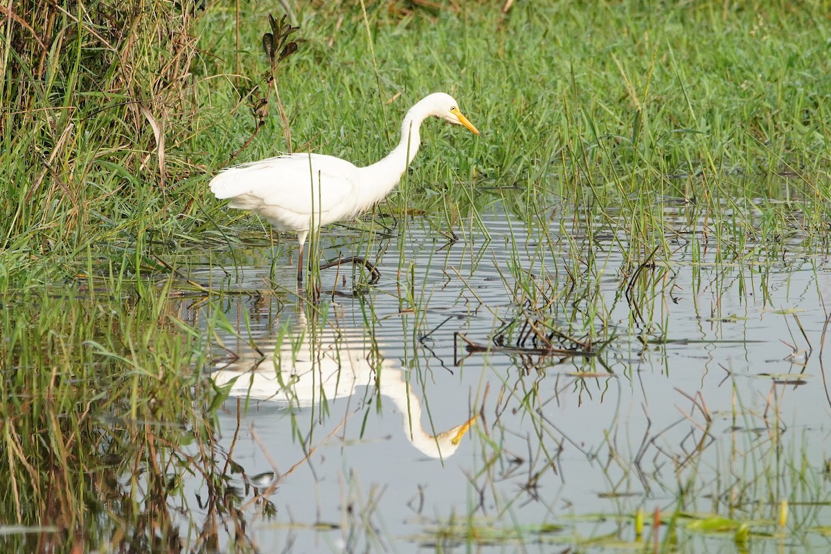 Medium Egret - ML646572537