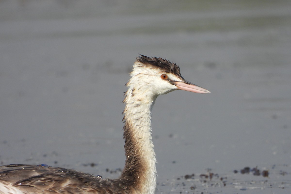 Great Crested Grebe - ML646572539
