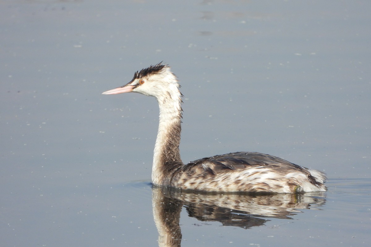 Great Crested Grebe - ML646572540