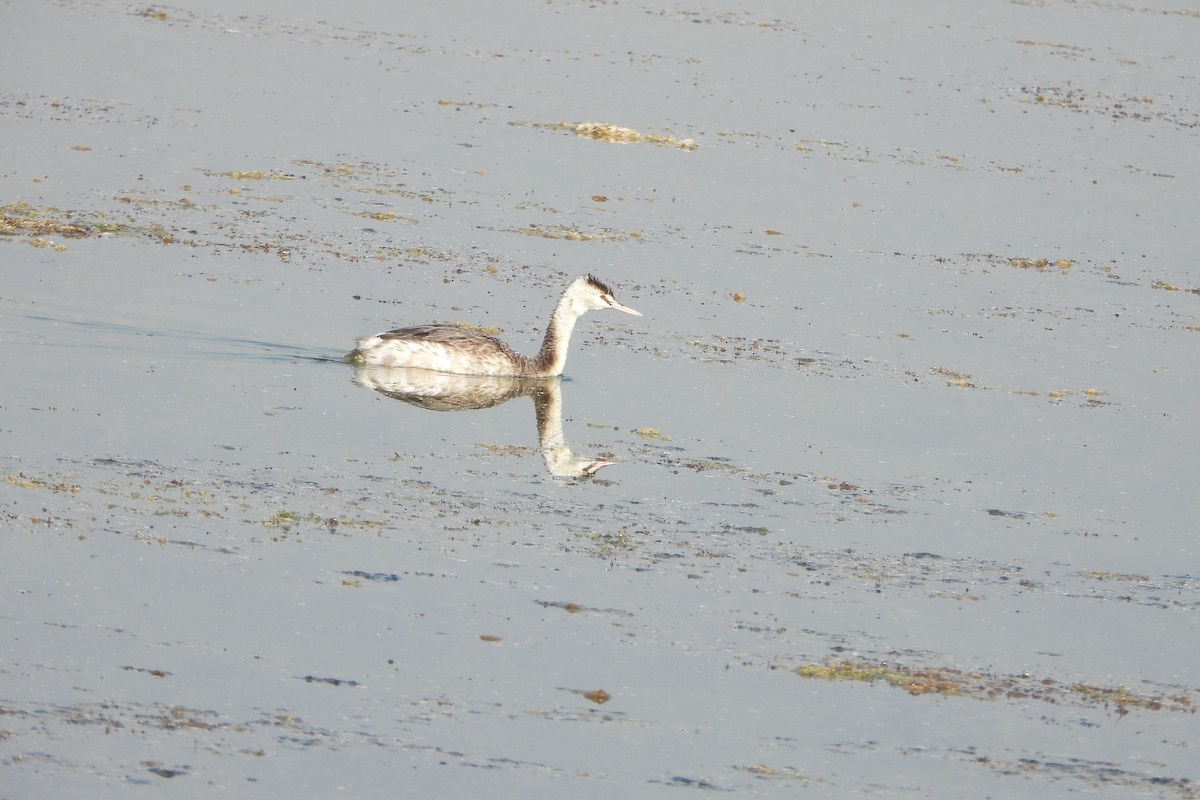 Great Crested Grebe - ML646572541