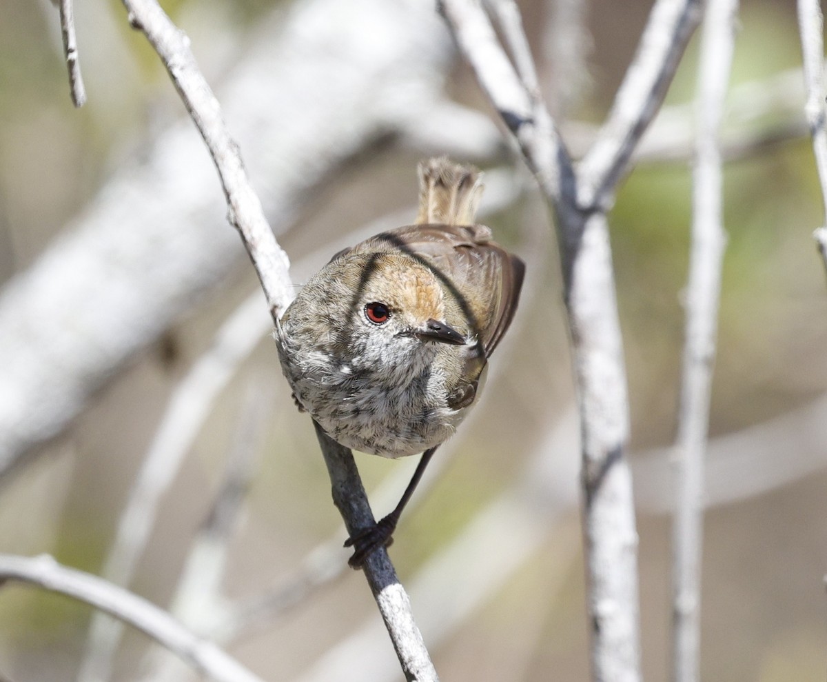 Малая шипоклювка - ML646572542