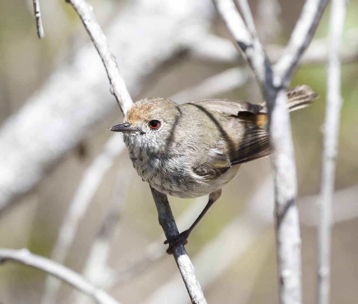 Малая шипоклювка - ML646572543