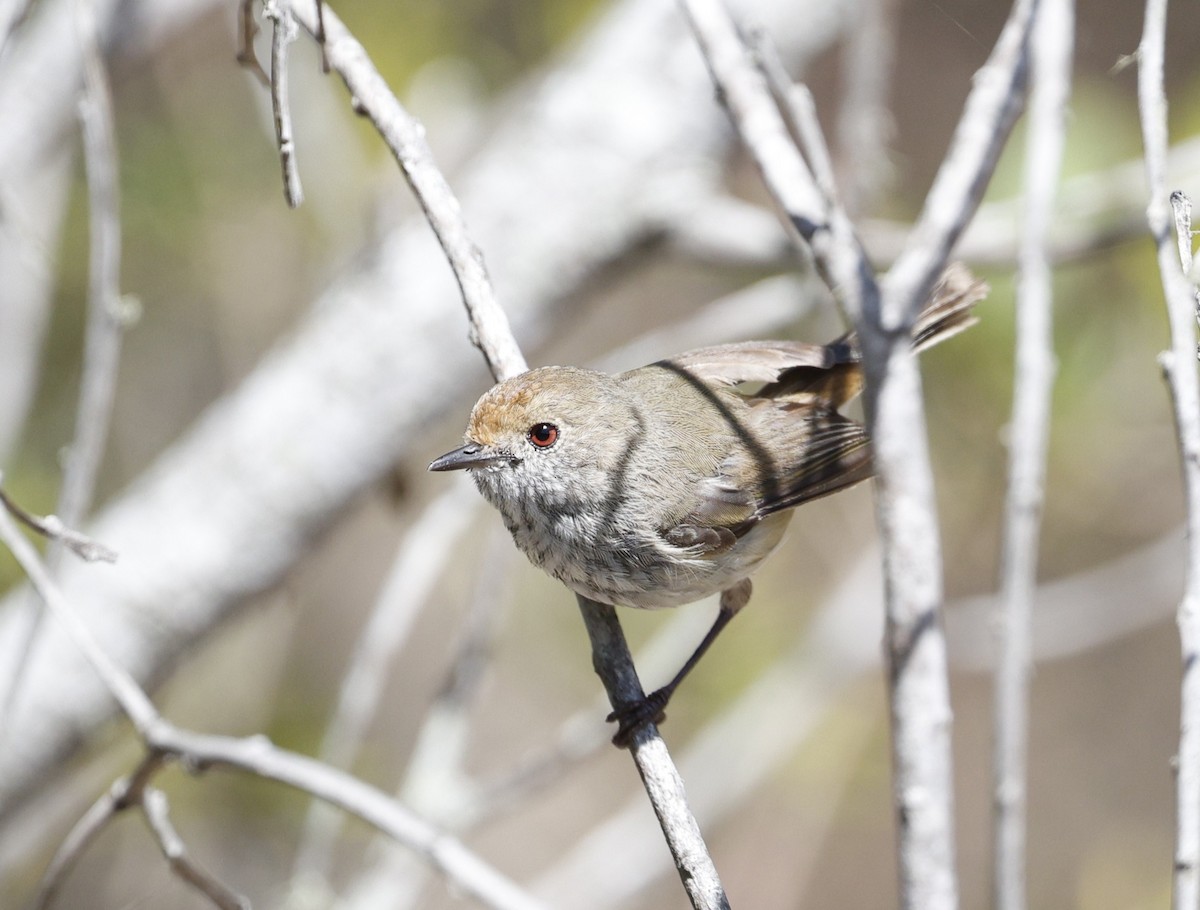 Малая шипоклювка - ML646572544