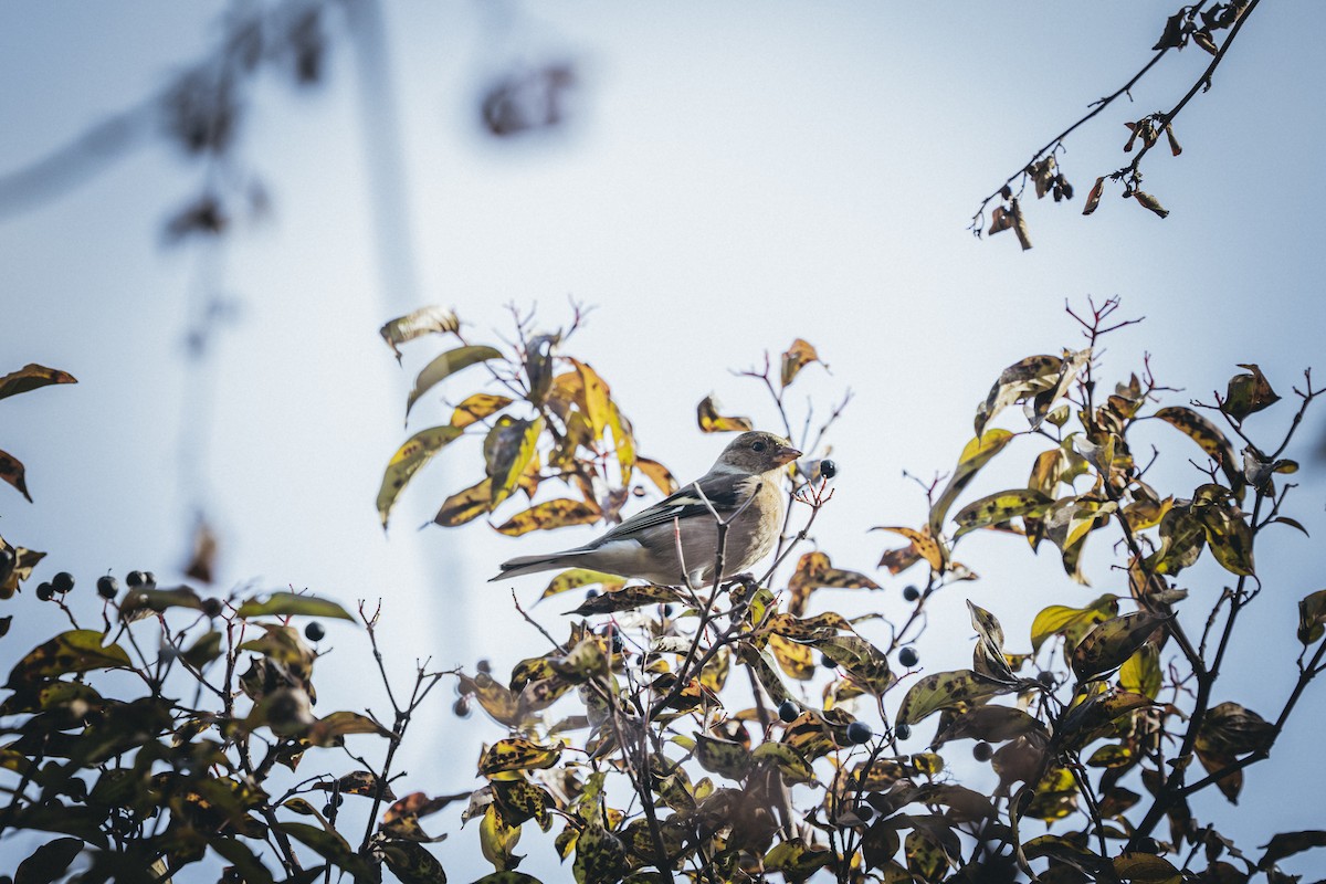 Большая синица - ML646572545