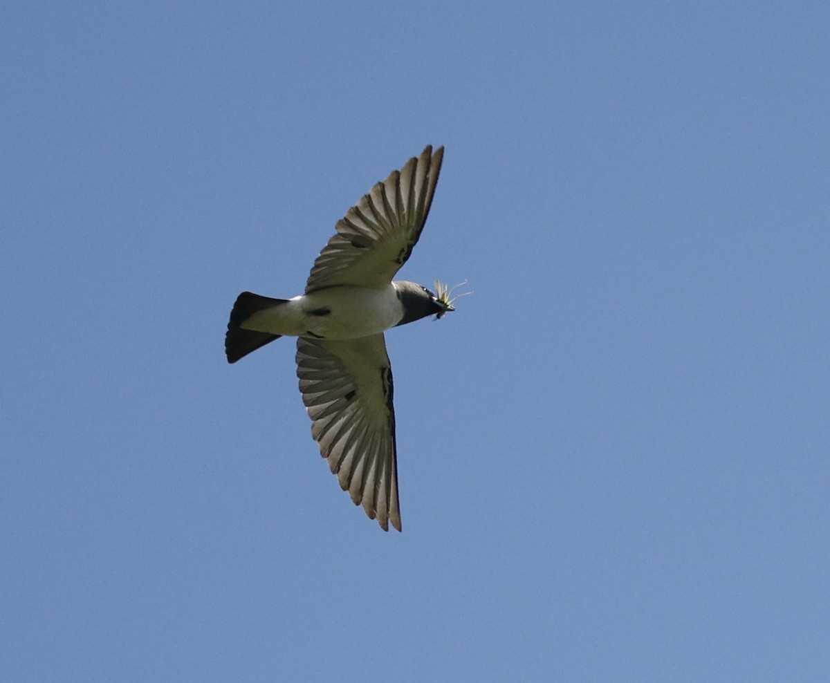 Белобрюхий артам - ML646572548