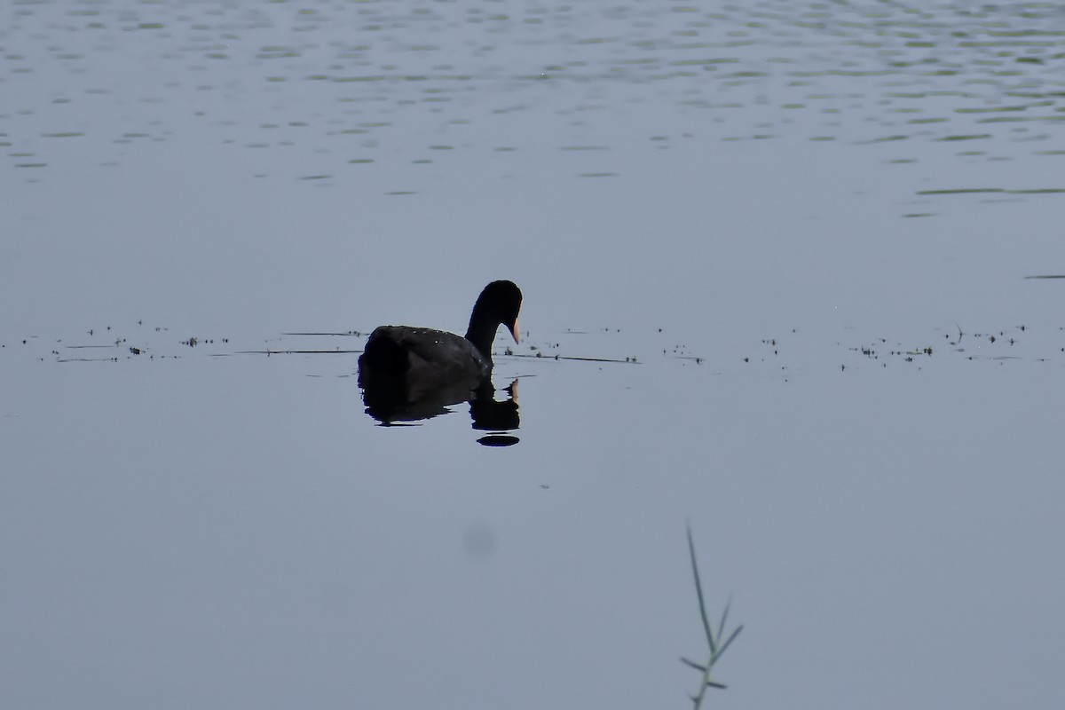 Eurasian Coot - ML646572550