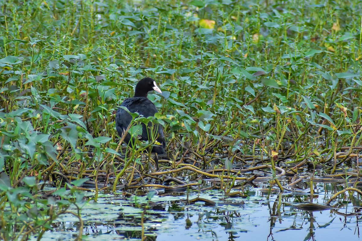 Eurasian Coot - ML646572551