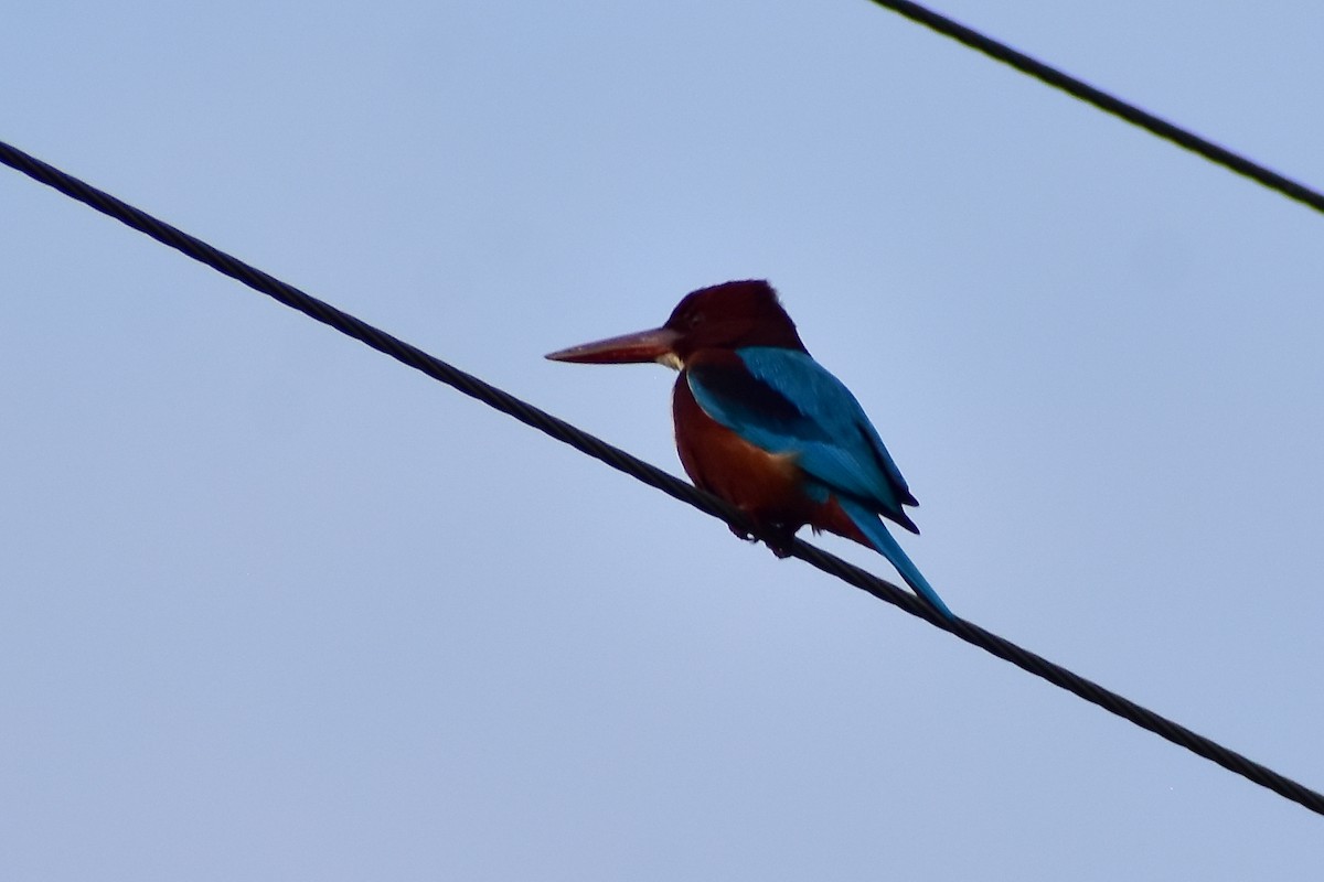 White-throated Kingfisher - ML646572553