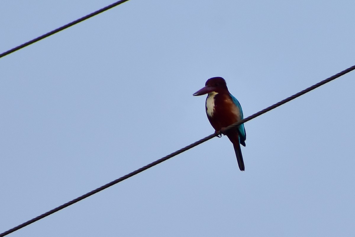 White-throated Kingfisher - ML646572554