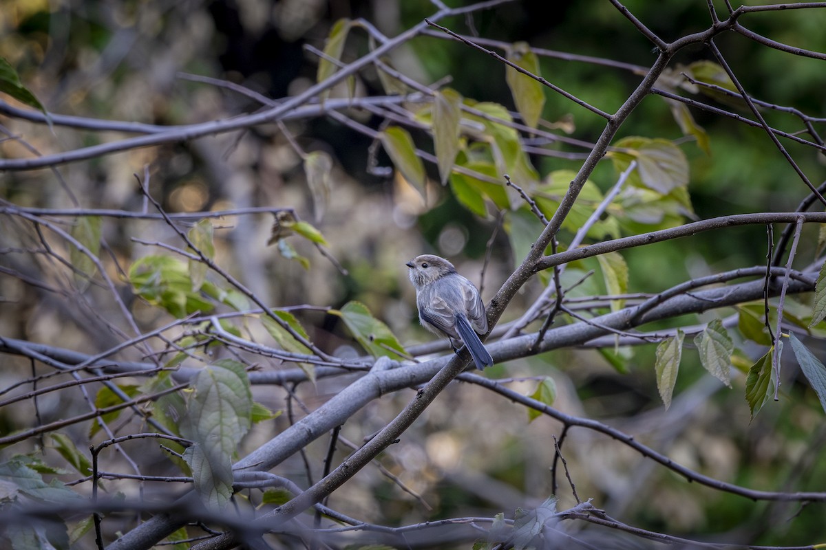 Long-tailed Tit - ML646572555