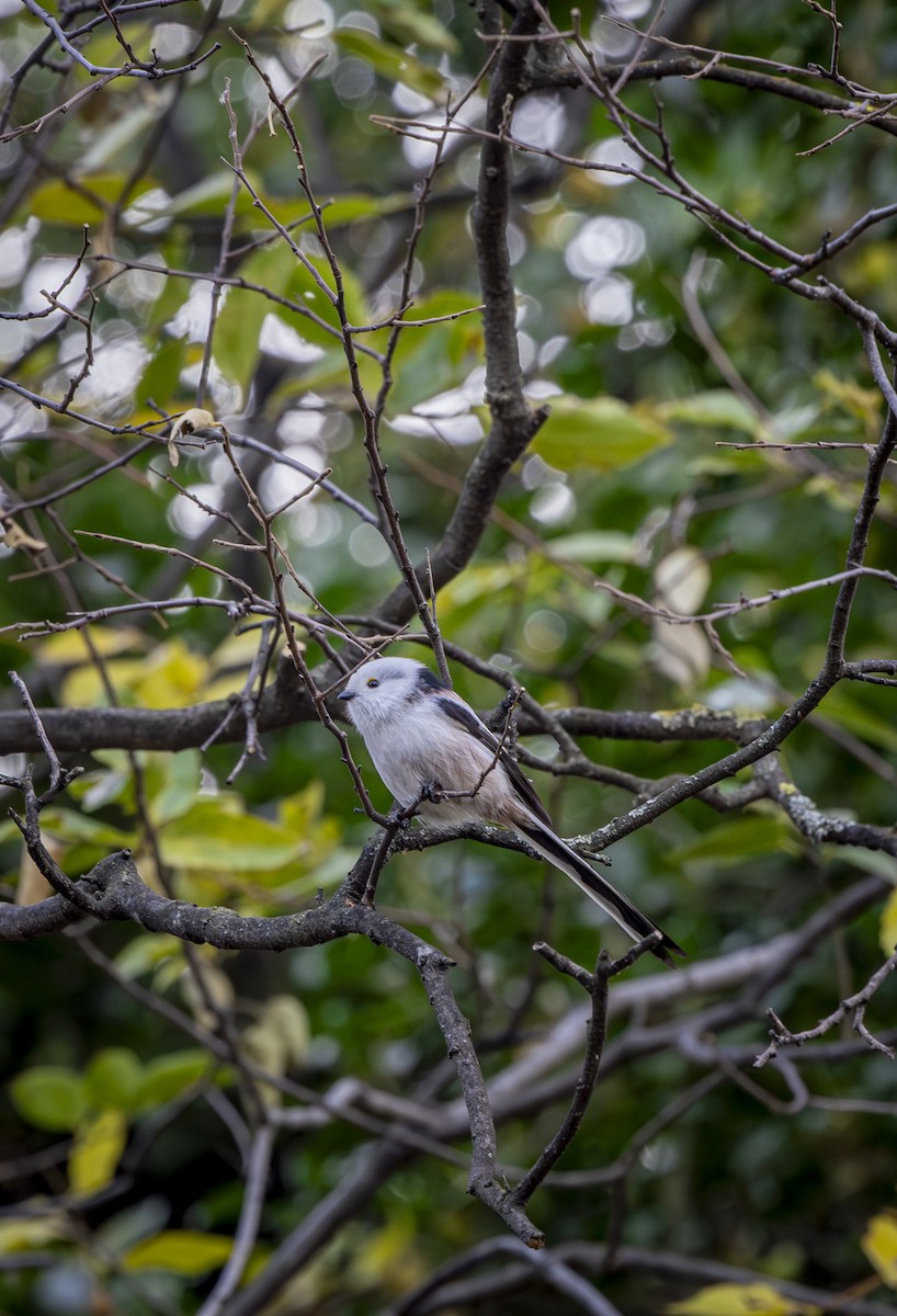 Long-tailed Tit - ML646572556