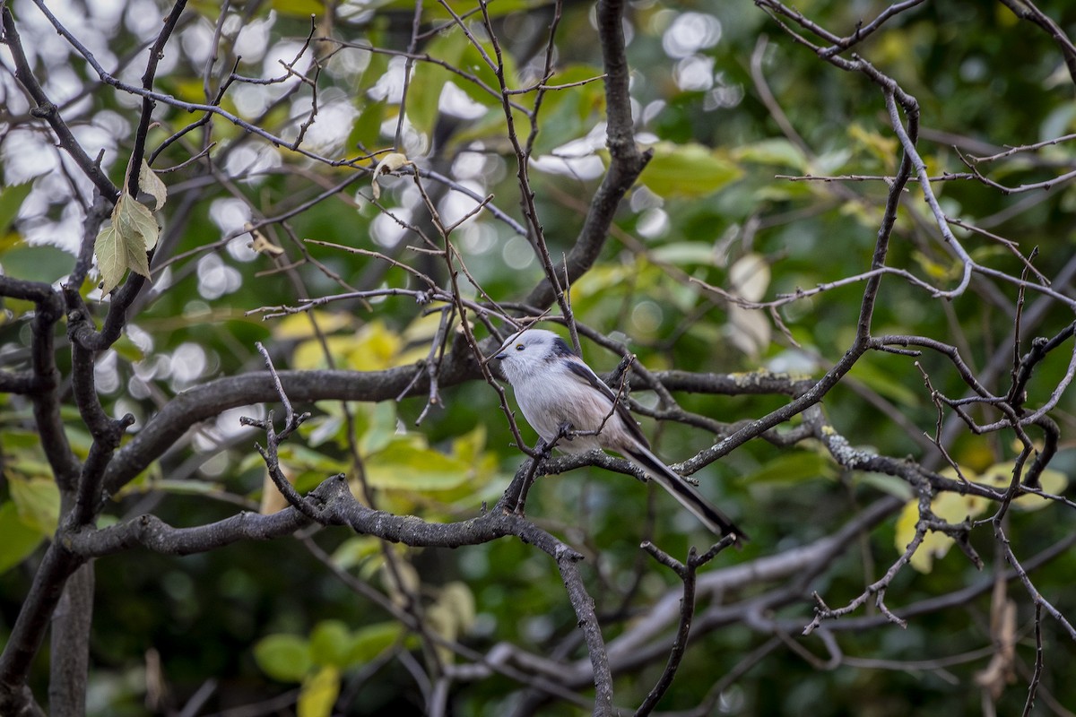 Long-tailed Tit - ML646572557