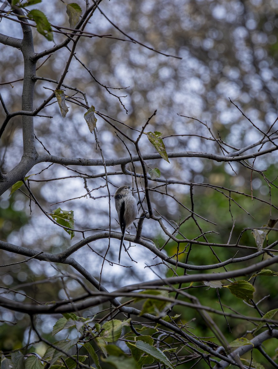 Long-tailed Tit - ML646572558