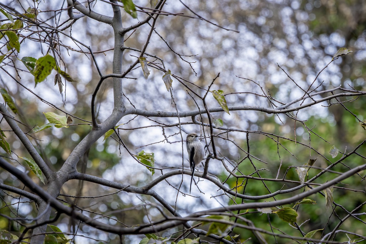 Long-tailed Tit - ML646572559